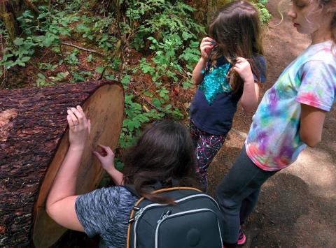 photo of three people counting rings on a fallen tree