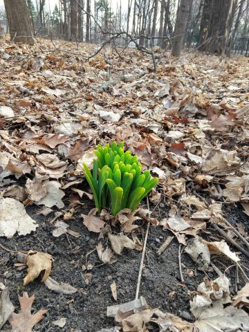 photo of lily leaves emerging from the ground in spring