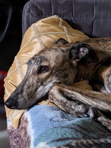 Photo of Jasper on his couch