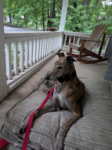 Jasper the greyhound on a bed on a fenced porch