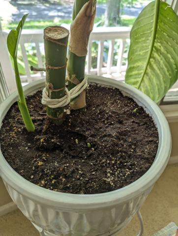 new shoots emerging from soil in a pot